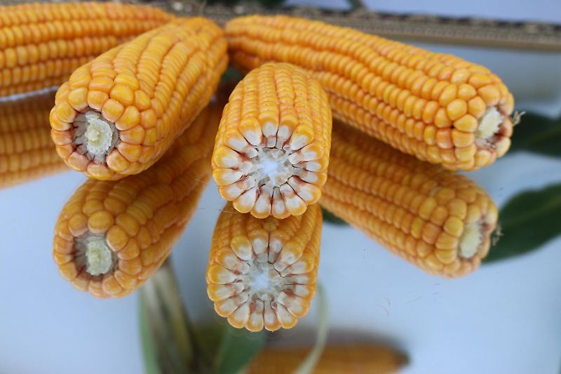 Bressel und Lade Keine Bressel Silagegreifschaufel 240 cm Keine Stoll Greifschaufel 240cm Arbeitsbreite 2400mm Breite Tiefe 1025mm Eigengewicht 530kg Gewicht 530kg Bauhöhe 900mm Inhalt 1400 Liter Fassungsvermögen 1,4m³ Ralton 3000Rot Greifzange Greifschaufel 2,4m Arbeitsb