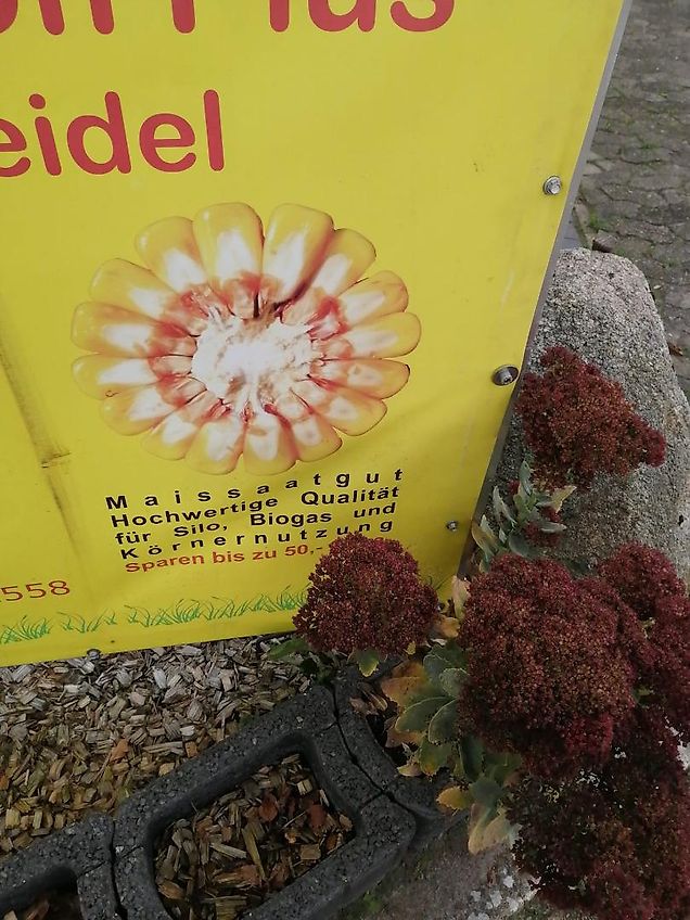 Bressel und Lade Keine Bressel Silagegreifschaufel 240 cm Keine Stoll Greifschaufel 240cm Arbeitsbreite 2400mm Breite Tiefe 1025mm Eigengewicht 530kg Gewicht 530kg Bauhöhe 900mm Inhalt 1400 Liter Fassungsvermögen 1,4m³ Ralton 3000Rot Greifzange Greifschaufel 2,4m Arbeitsb