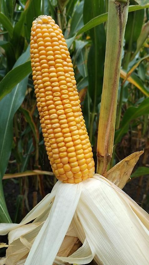 Bressel und Lade Keine Bressel Silagegreifschaufel 240 cm Keine Stoll Greifschaufel 240cm Arbeitsbreite 2400mm Breite Tiefe 1025mm Eigengewicht 530kg Gewicht 530kg Bauhöhe 900mm Inhalt 1400 Liter Fassungsvermögen 1,4m³ Ralton 3000Rot Greifzange Greifschaufel 2,4m Arbeitsb