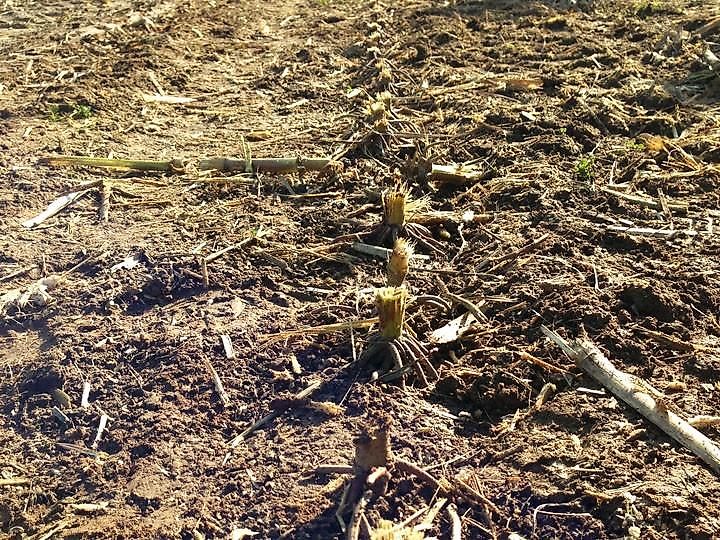 schulte FX-1800 Sichelmulcher