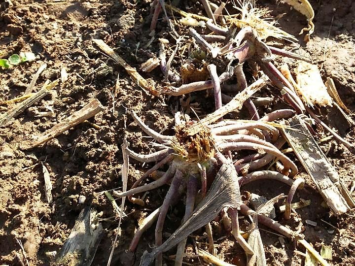 schulte FX-1800 Sichelmulcher