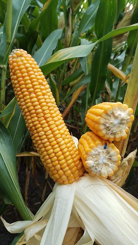 Stoll StOLL HDP Bedienungsanleitung 1335400 P 1145 Frontlader Kompakt HE HD