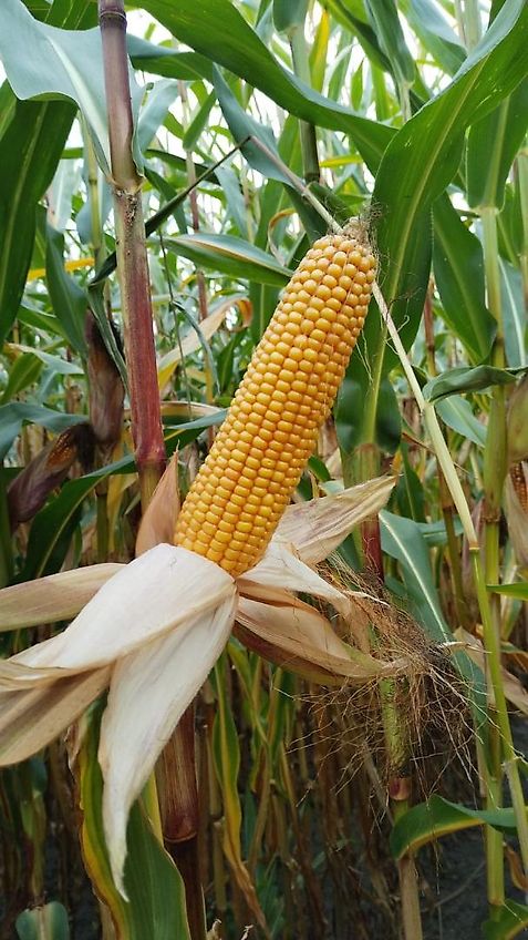 Stoll StOLL HDP Bedienungsanleitung 1335400 P 1145 Frontlader Kompakt HE HD